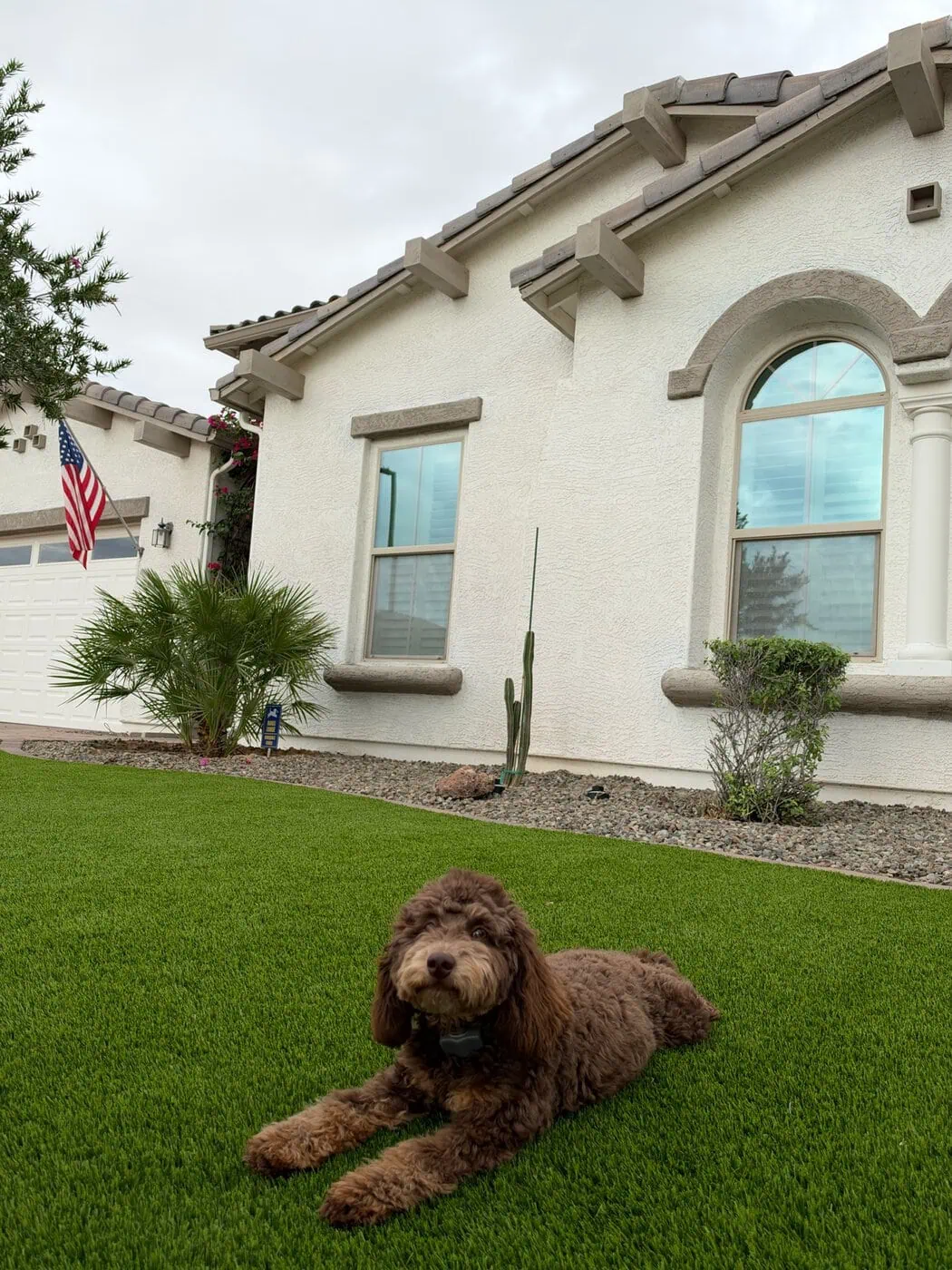poodle looking brown dog lying on an artificial pet turf lawn, in front of a house in Surprise AZ